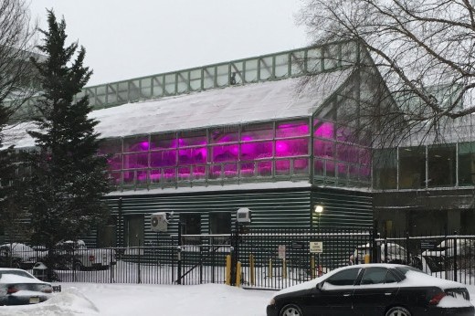 multi-spectrum LED lights give off a purple-ish glow from the greenhouses