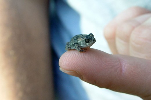 a young toad sitting on a person's fingertip