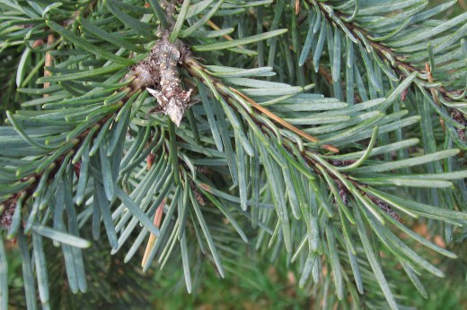 Close up of conifer needles.