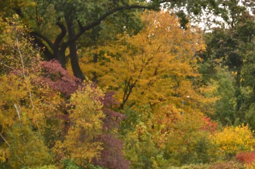 Trees with orange and yellow foliage.