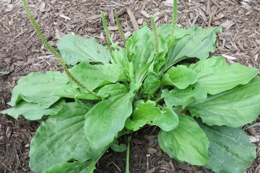 broadleaf plantain