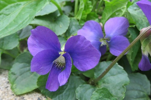 common blue violet