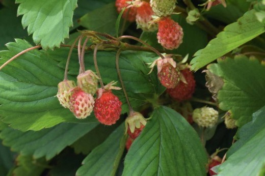 About a dozen red or greenish white strawberries on a background of green flat leaves.