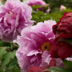 Pink peonies